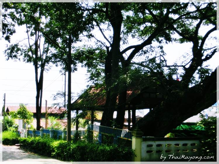 Thai Rayong