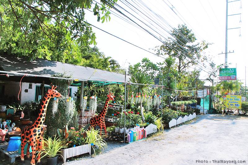  ร้านต้นไม้ระยอง จัดตกแต่งสวน  รับตัดหญ้าโทร 081-8632299 บ้านฉาง   