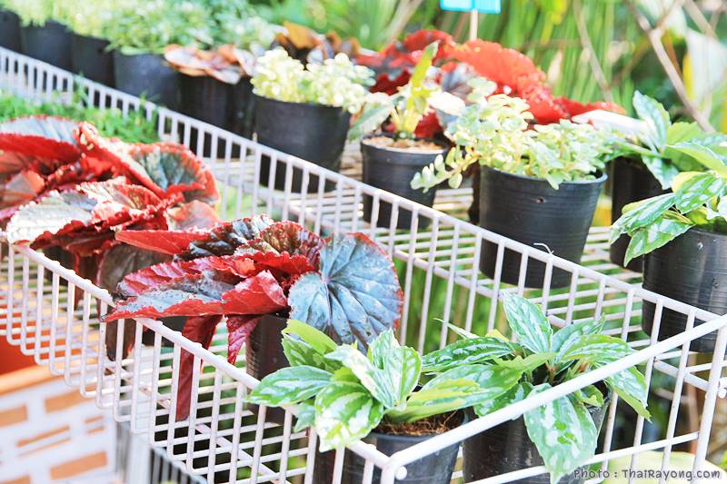  ร้านต้นไม้ระยอง จัดตกแต่งสวน  รับตัดหญ้าโทร 081-8632299 บ้านฉาง   