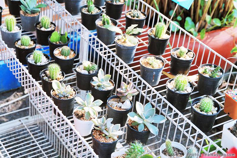  ร้านต้นไม้ระยอง จัดตกแต่งสวน  รับตัดหญ้าโทร 081-8632299 บ้านฉาง   