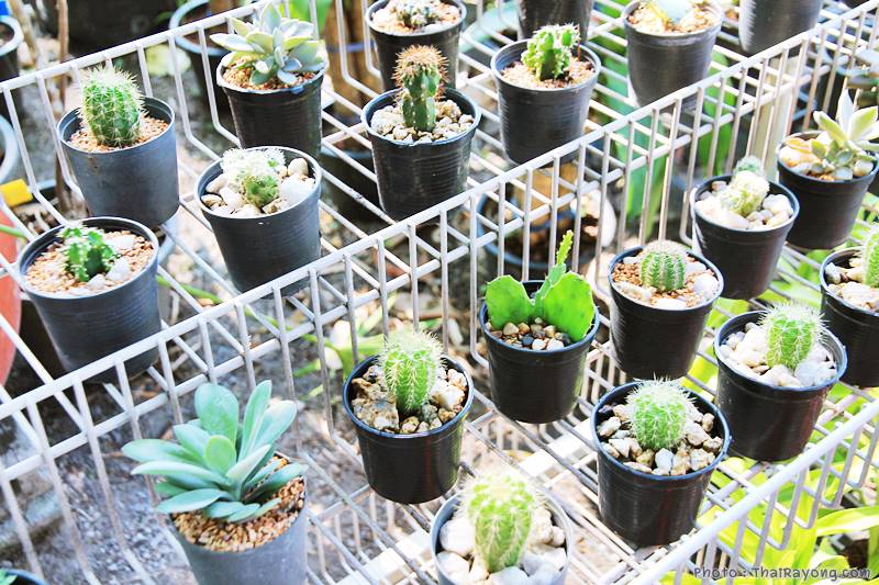  ร้านต้นไม้ระยอง จัดตกแต่งสวน  รับตัดหญ้าโทร 081-8632299 บ้านฉาง   