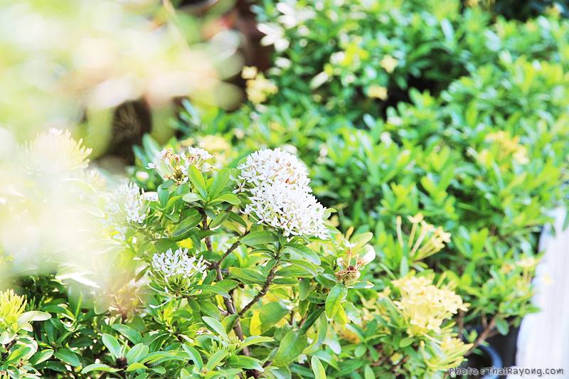  ร้านต้นไม้ระยอง จัดตกแต่งสวน  รับตัดหญ้าโทร 081-8632299 บ้านฉาง   