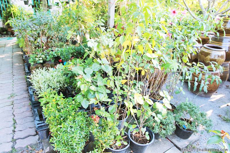  ร้านต้นไม้ระยอง จัดตกแต่งสวน  รับตัดหญ้าโทร 081-8632299 บ้านฉาง   