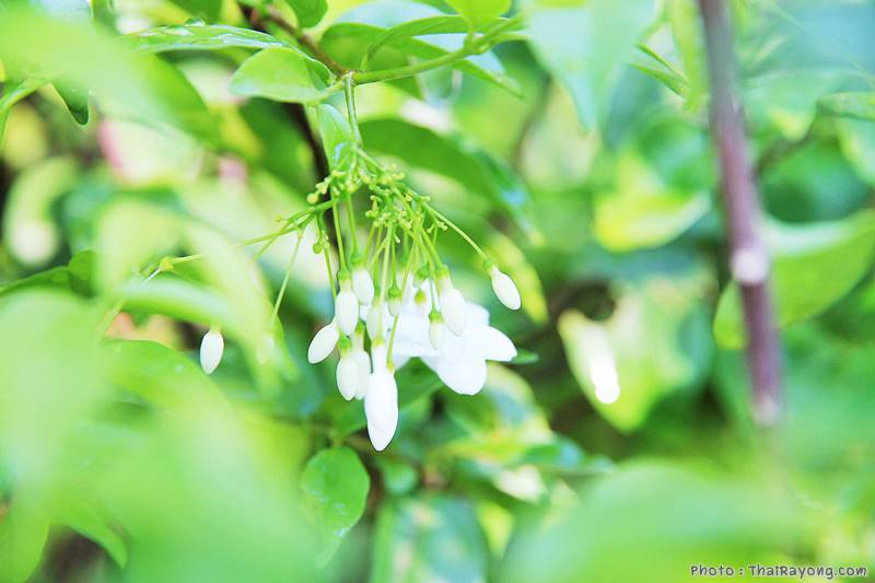  ร้านต้นไม้ระยอง จัดตกแต่งสวน  รับตัดหญ้าโทร 081-8632299 บ้านฉาง   