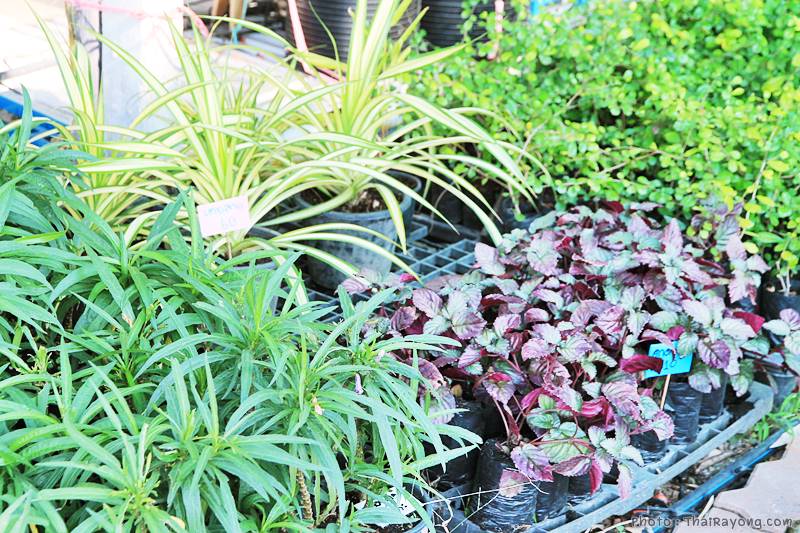  ร้านต้นไม้ระยอง จัดตกแต่งสวน  รับตัดหญ้าโทร 081-8632299 บ้านฉาง   