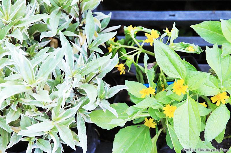  ร้านต้นไม้ระยอง จัดตกแต่งสวน  รับตัดหญ้าโทร 081-8632299 บ้านฉาง   