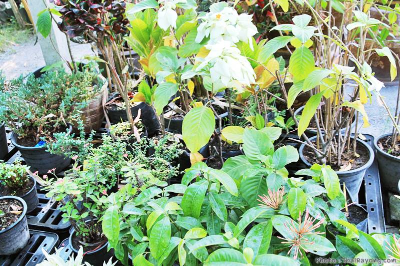  ร้านต้นไม้ระยอง จัดตกแต่งสวน  รับตัดหญ้าโทร 081-8632299 บ้านฉาง   