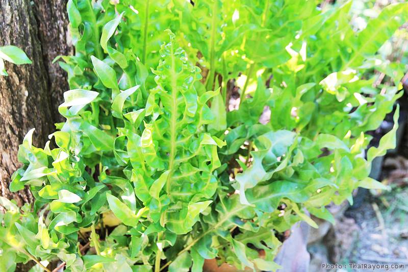  ร้านต้นไม้ระยอง จัดตกแต่งสวน  รับตัดหญ้าโทร 081-8632299 บ้านฉาง   