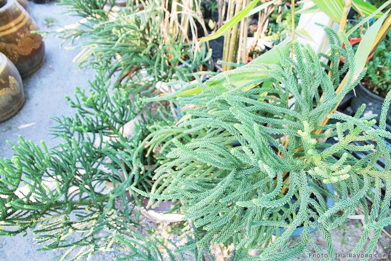  ร้านต้นไม้ระยอง จัดตกแต่งสวน  รับตัดหญ้าโทร 081-8632299 บ้านฉาง   