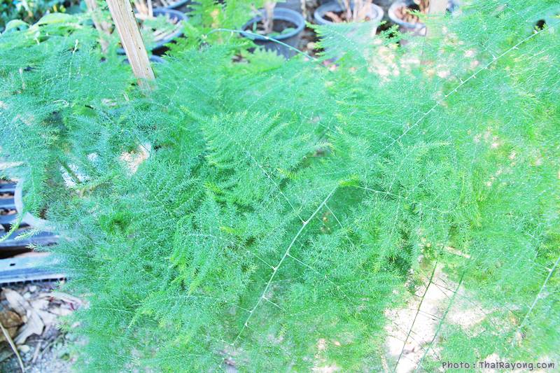  ร้านต้นไม้ระยอง จัดตกแต่งสวน  รับตัดหญ้าโทร 081-8632299 บ้านฉาง   