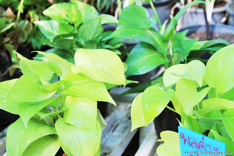  ร้านต้นไม้ระยอง จัดตกแต่งสวน  รับตัดหญ้าโทร 081-8632299 บ้านฉาง   