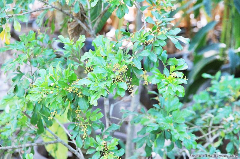  ร้านต้นไม้ระยอง จัดตกแต่งสวน  รับตัดหญ้าโทร 081-8632299 บ้านฉาง   