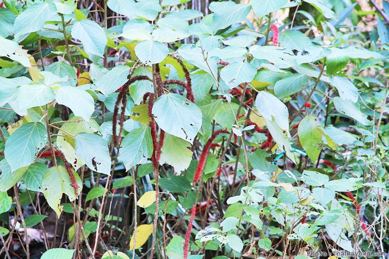  ร้านต้นไม้ระยอง จัดตกแต่งสวน  รับตัดหญ้าโทร 081-8632299 บ้านฉาง   