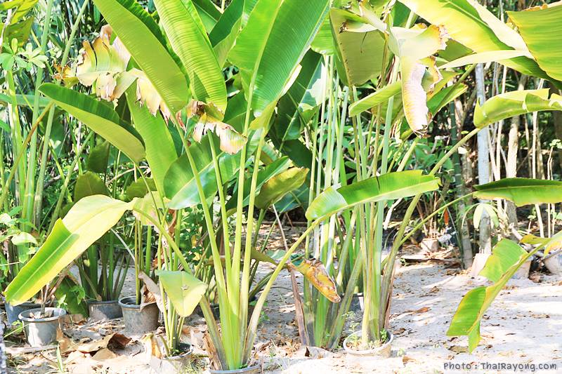  ร้านต้นไม้ระยอง จัดตกแต่งสวน  รับตัดหญ้าโทร 081-8632299 บ้านฉาง   