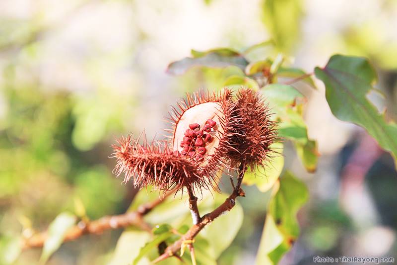  ร้านต้นไม้ระยอง จัดตกแต่งสวน  รับตัดหญ้าโทร 081-8632299 บ้านฉาง   