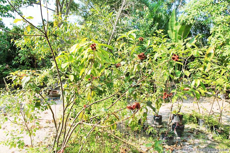  ร้านต้นไม้ระยอง จัดตกแต่งสวน  รับตัดหญ้าโทร 081-8632299 บ้านฉาง   