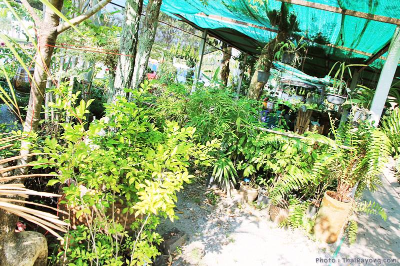  ร้านต้นไม้ระยอง จัดตกแต่งสวน  รับตัดหญ้าโทร 081-8632299 บ้านฉาง   