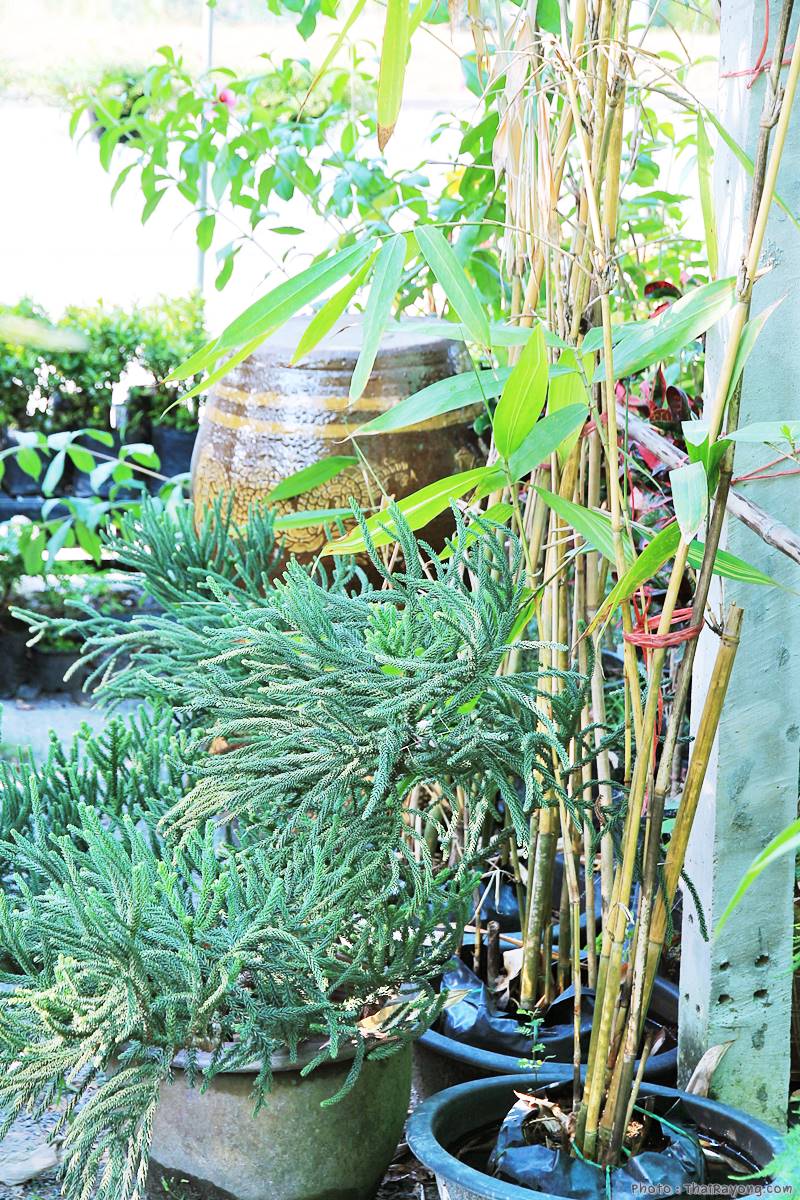  ร้านต้นไม้ระยอง จัดตกแต่งสวน  รับตัดหญ้าโทร 081-8632299 บ้านฉาง   