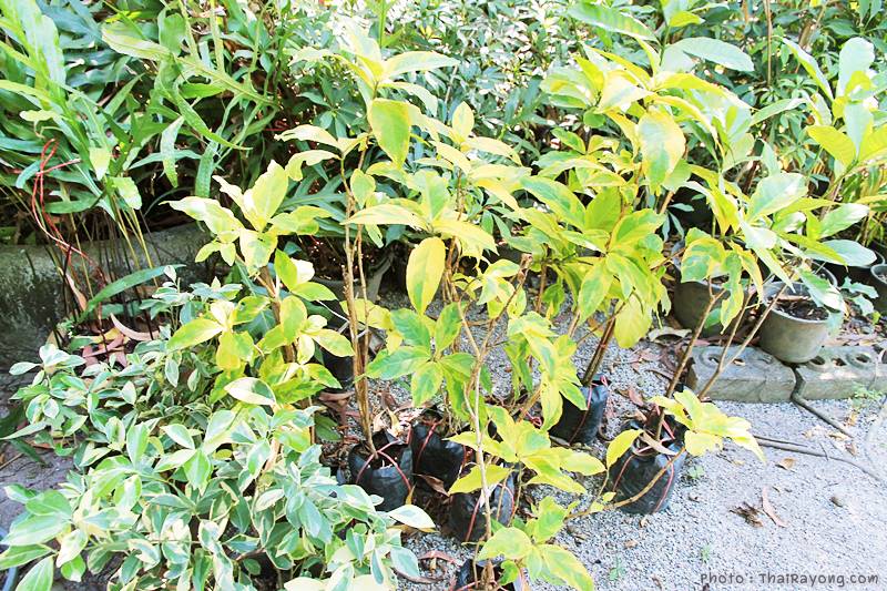  ร้านต้นไม้ระยอง จัดตกแต่งสวน  รับตัดหญ้าโทร 081-8632299 บ้านฉาง   