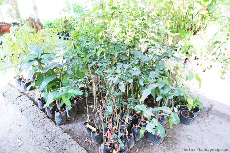  ร้านต้นไม้ระยอง จัดตกแต่งสวน  รับตัดหญ้าโทร 081-8632299 บ้านฉาง   