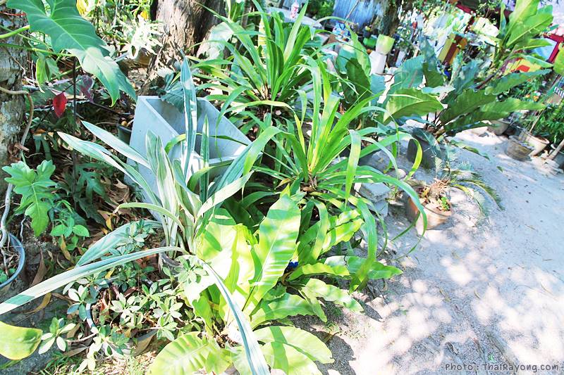  ร้านต้นไม้ระยอง จัดตกแต่งสวน  รับตัดหญ้าโทร 081-8632299 บ้านฉาง   