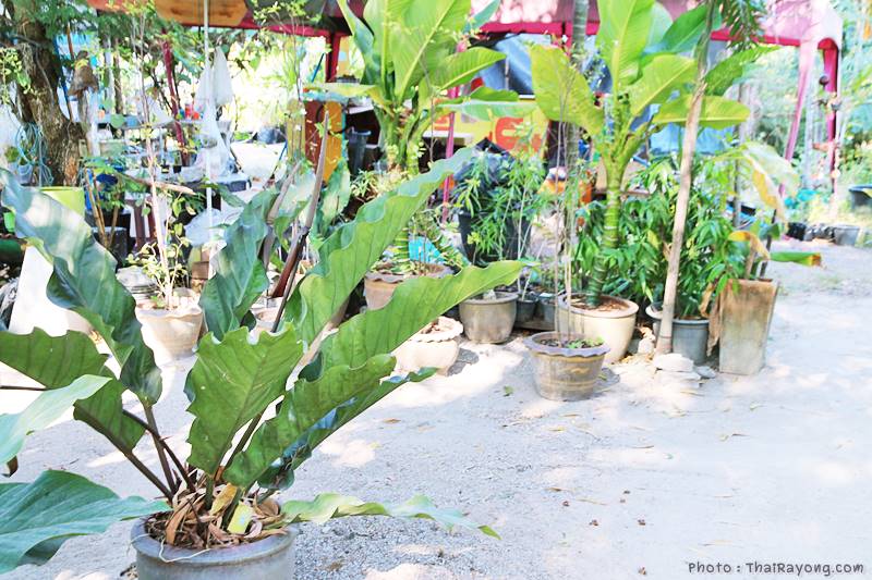  ร้านต้นไม้ระยอง จัดตกแต่งสวน  รับตัดหญ้าโทร 081-8632299 บ้านฉาง   