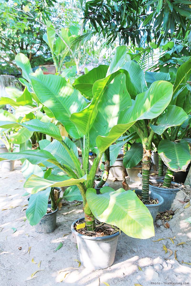  ร้านต้นไม้ระยอง จัดตกแต่งสวน  รับตัดหญ้าโทร 081-8632299 บ้านฉาง   