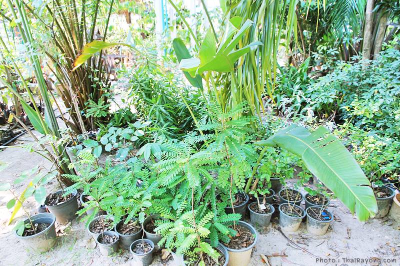  ร้านต้นไม้ระยอง จัดตกแต่งสวน  รับตัดหญ้าโทร 081-8632299 บ้านฉาง   