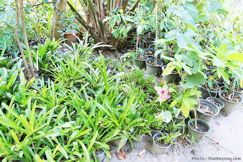  ร้านต้นไม้ระยอง จัดตกแต่งสวน  รับตัดหญ้าโทร 081-8632299 บ้านฉาง   