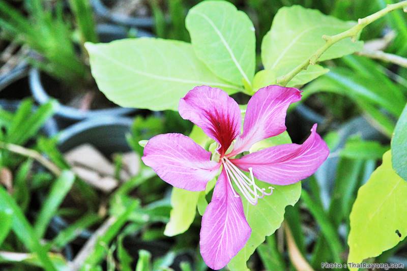  ร้านต้นไม้ระยอง จัดตกแต่งสวน  รับตัดหญ้าโทร 081-8632299 บ้านฉาง   