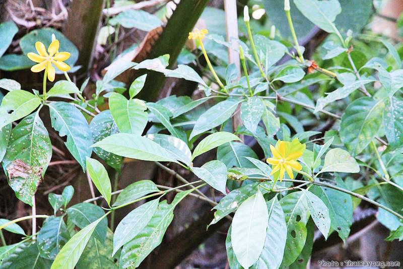  ร้านต้นไม้ระยอง จัดตกแต่งสวน  รับตัดหญ้าโทร 081-8632299 บ้านฉาง   