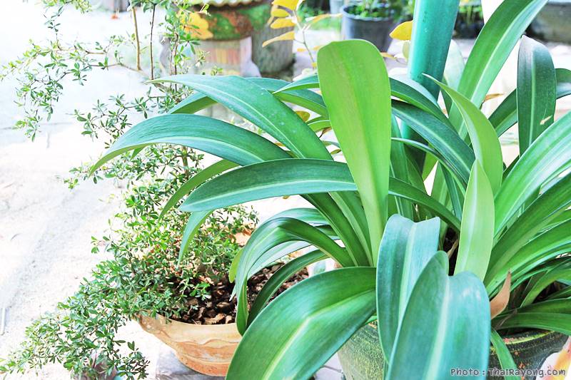  ร้านต้นไม้ระยอง จัดตกแต่งสวน  รับตัดหญ้าโทร 081-8632299 บ้านฉาง   