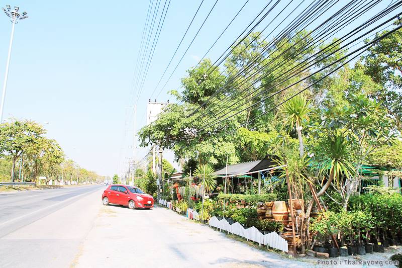  ร้านต้นไม้ระยอง จัดตกแต่งสวน  รับตัดหญ้าโทร 081-8632299 บ้านฉาง   