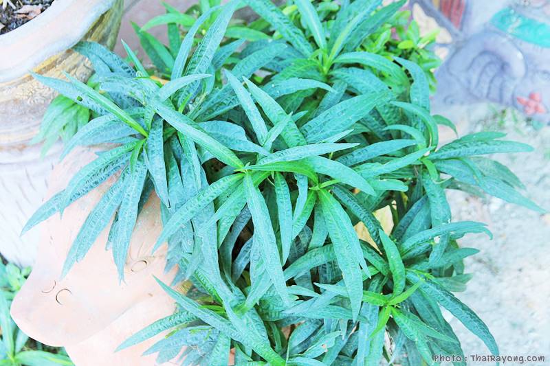  ร้านต้นไม้ระยอง จัดตกแต่งสวน  รับตัดหญ้าโทร 081-8632299 บ้านฉาง   