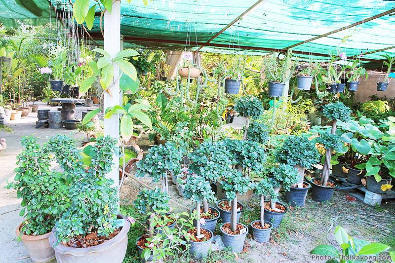  ร้านต้นไม้ระยอง จัดตกแต่งสวน  รับตัดหญ้าโทร 081-8632299 บ้านฉาง   