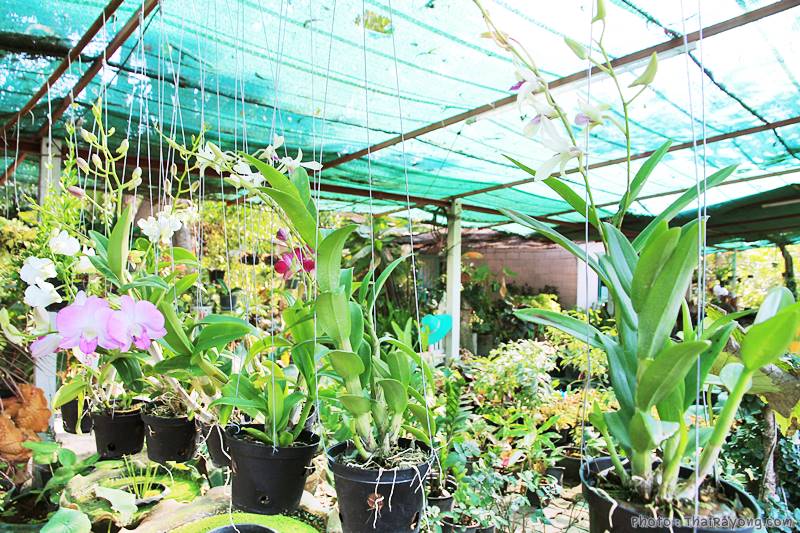  ร้านต้นไม้ระยอง จัดตกแต่งสวน  รับตัดหญ้าโทร 081-8632299 บ้านฉาง   