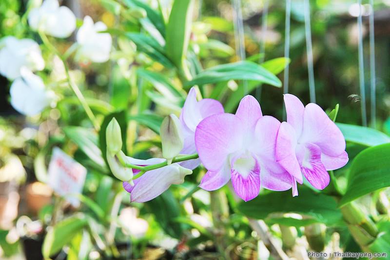  ร้านต้นไม้ระยอง จัดตกแต่งสวน  รับตัดหญ้าโทร 081-8632299 บ้านฉาง   