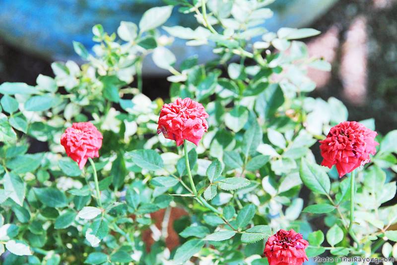  ร้านต้นไม้ระยอง จัดตกแต่งสวน  รับตัดหญ้าโทร 081-8632299 บ้านฉาง   