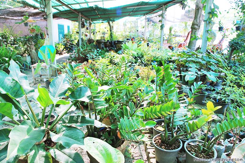  ร้านต้นไม้ระยอง จัดตกแต่งสวน  รับตัดหญ้าโทร 081-8632299 บ้านฉาง   