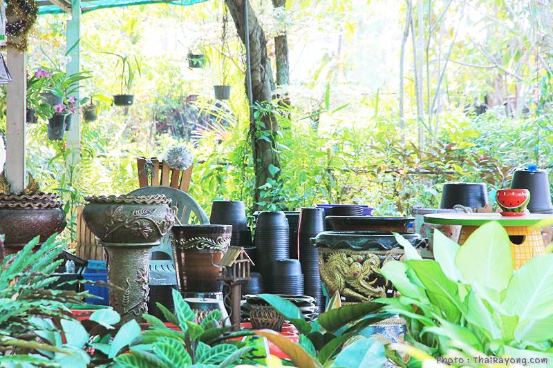  ร้านต้นไม้ระยอง จัดตกแต่งสวน  รับตัดหญ้าโทร 081-8632299 บ้านฉาง   