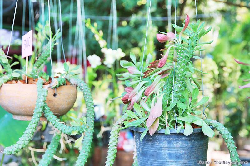  ร้านต้นไม้ระยอง จัดตกแต่งสวน  รับตัดหญ้าโทร 081-8632299 บ้านฉาง   