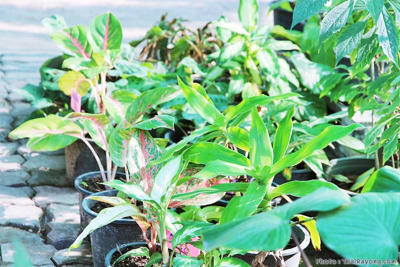  ร้านต้นไม้ระยอง จัดตกแต่งสวน  รับตัดหญ้าโทร 081-8632299 บ้านฉาง   