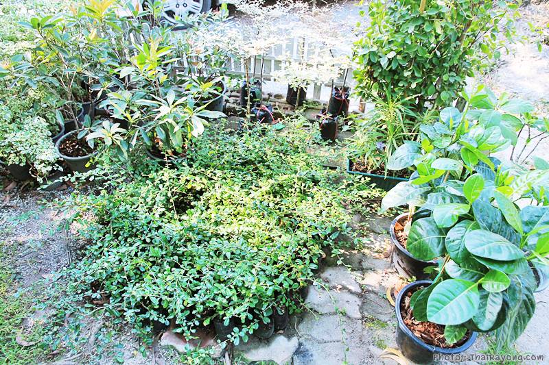  ร้านต้นไม้ระยอง จัดตกแต่งสวน  รับตัดหญ้าโทร 081-8632299 บ้านฉาง   