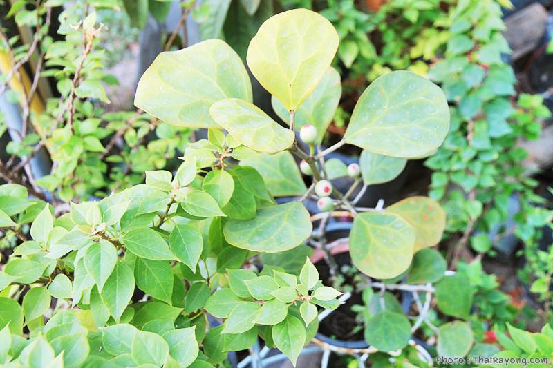  ร้านต้นไม้ระยอง จัดตกแต่งสวน  รับตัดหญ้าโทร 081-8632299 บ้านฉาง   