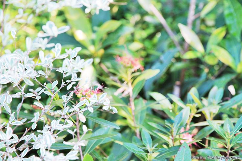  ร้านต้นไม้ระยอง จัดตกแต่งสวน  รับตัดหญ้าโทร 081-8632299 บ้านฉาง   