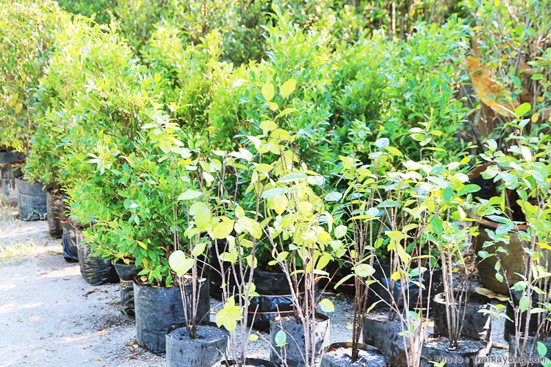  ร้านต้นไม้ระยอง จัดตกแต่งสวน  รับตัดหญ้าโทร 081-8632299 บ้านฉาง   