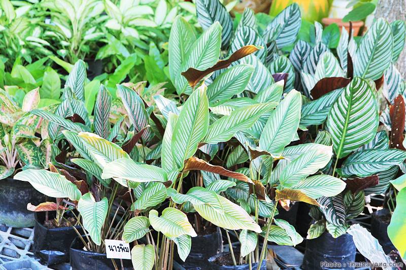  ร้านต้นไม้ระยอง จัดตกแต่งสวน  รับตัดหญ้าโทร 081-8632299 บ้านฉาง   