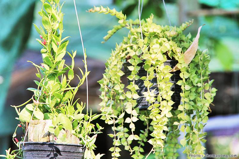  ร้านต้นไม้ระยอง จัดตกแต่งสวน  รับตัดหญ้าโทร 081-8632299 บ้านฉาง   