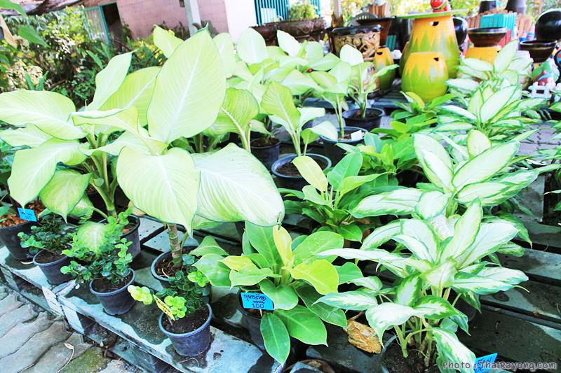  ร้านต้นไม้ระยอง จัดตกแต่งสวน  รับตัดหญ้าโทร 081-8632299 บ้านฉาง   