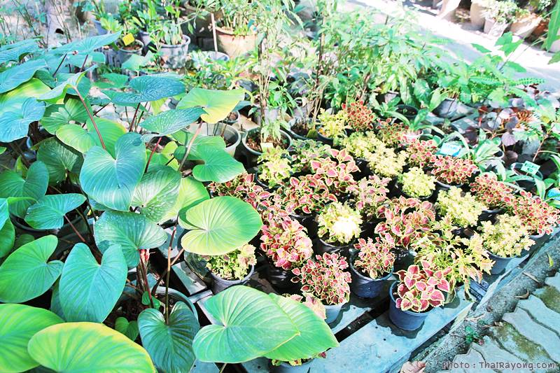  ร้านต้นไม้ระยอง จัดตกแต่งสวน  รับตัดหญ้าโทร 081-8632299 บ้านฉาง   